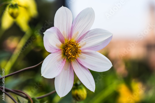 Single Dahlia