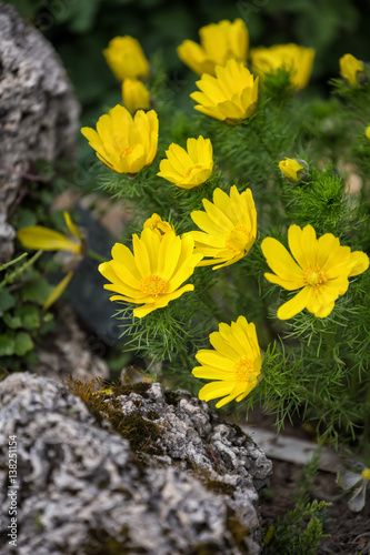 Konstfotografi Adonis vernalis