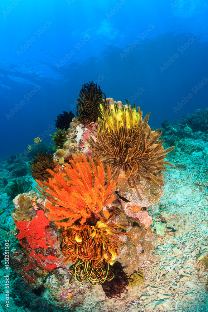 Fototapeta premium Colorful Crinoids and coral on a tropical reef