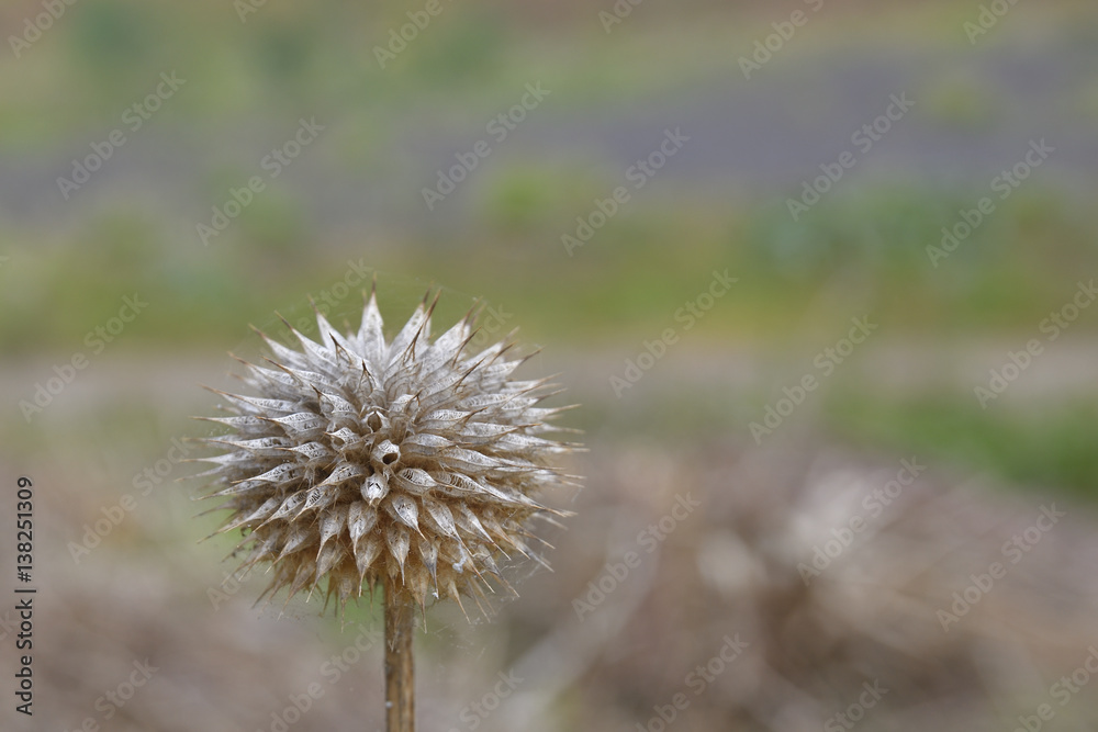 Dried flower cluster of onion flower