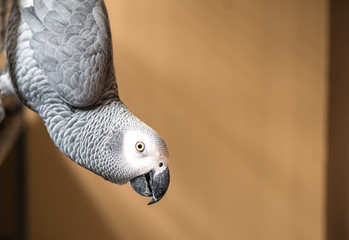 Keuken achterwand Papegaai Grijze roodstaart papegaai portret  © gekkon4ik