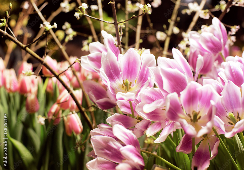 spring mood with tulips and cherry tree spring mood with tulips and cherry tree