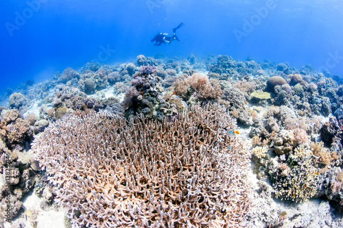 SCUBA diver swimming over a clear, shallow coral reef