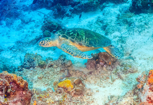 Green Turtle on a coral reef