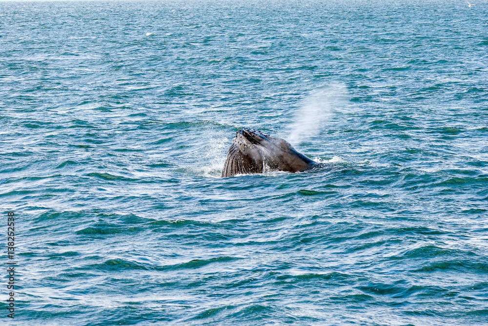 Husavik. Iceland humback whale feeding 