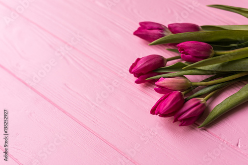 Fototapeta Naklejka Na Ścianę i Meble -  Pink tulips on the pink background.