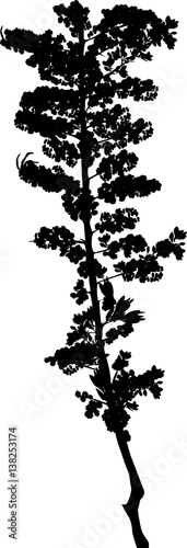 black sea-buckthorn silhouette isolated on white
