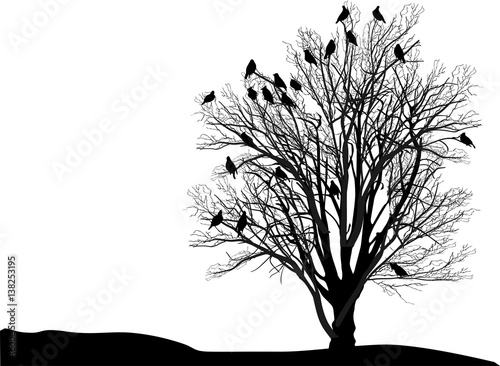 group of birds on black isolated bare tree