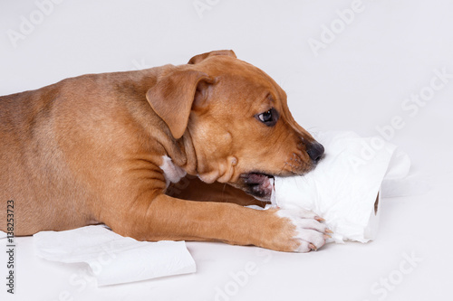 Staffordshire terrier puppy and roll of toilet paper