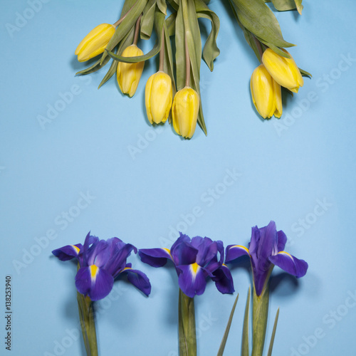 Fototapeta Naklejka Na Ścianę i Meble -  violet Irises xiphium (Bulbous iris, Iris sibirica) with yellow tulip on blue background with space for text.
