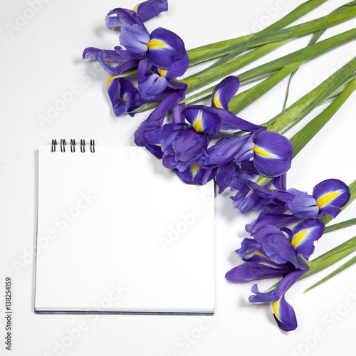 Fototapeta Naklejka Na Ścianę i Meble -  the Violet Irises xiphium (Bulbous iris, Iris sibirica) on white background with space for text. Top view, flat lay