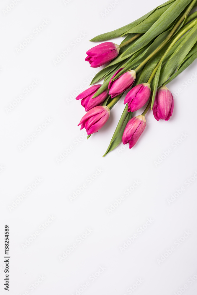 Fototapeta premium pink tulips isolated on white. Flat lay, top view.