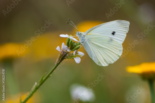 White butterfly on a flower © עמית ארז