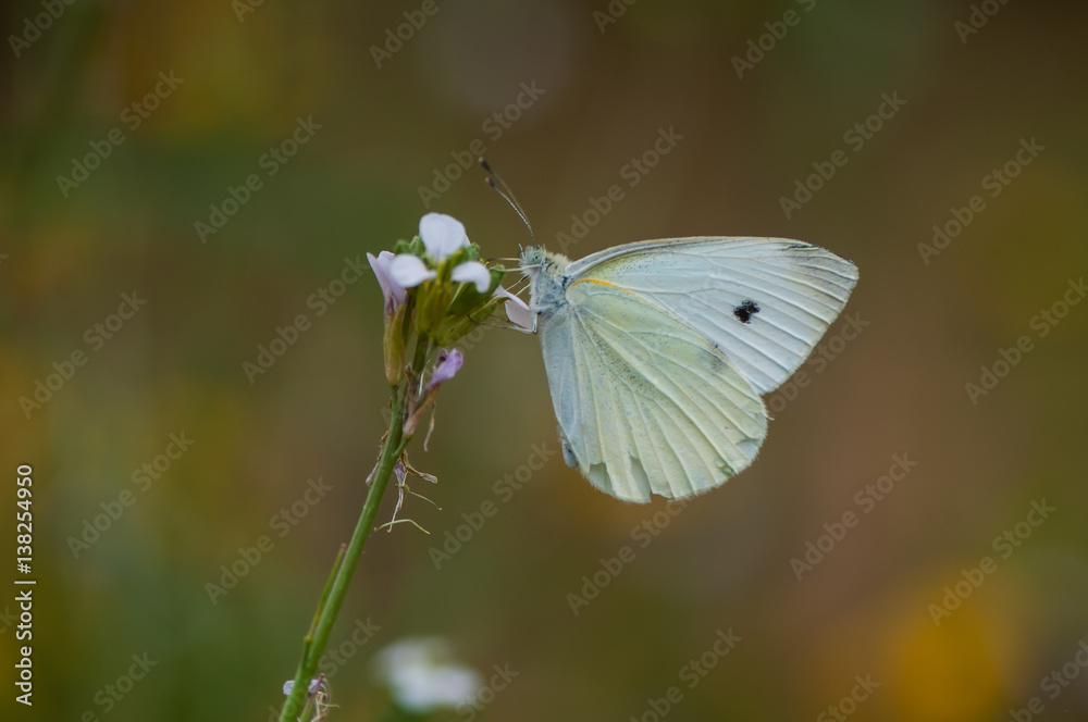 White butterfly on a flower White butterfly on a flower
