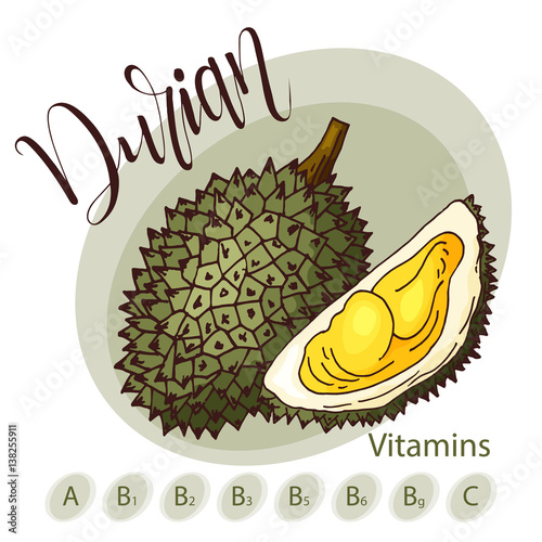 Vector fruit element of durian. Hand drawn icon with lettering. Food illustration for cafe, market, menu design