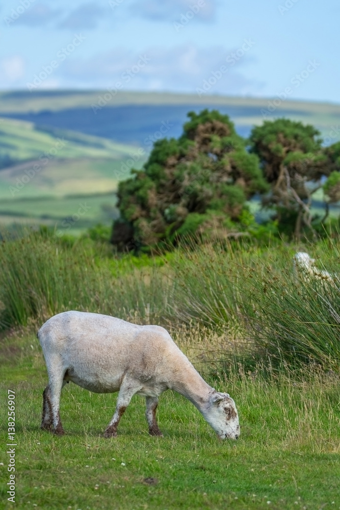 Obraz premium Sheep grazing after shearing. Exmoor. North Devon. UK