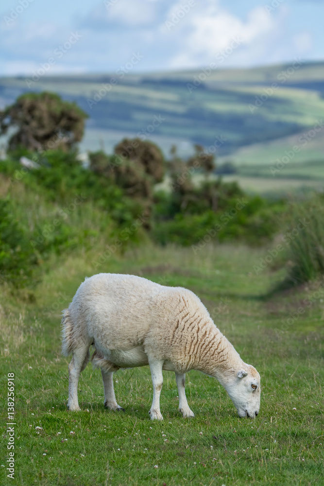 Obraz premium Sheep nipping the grass in the pasture in Exmoor. North Devon. UK