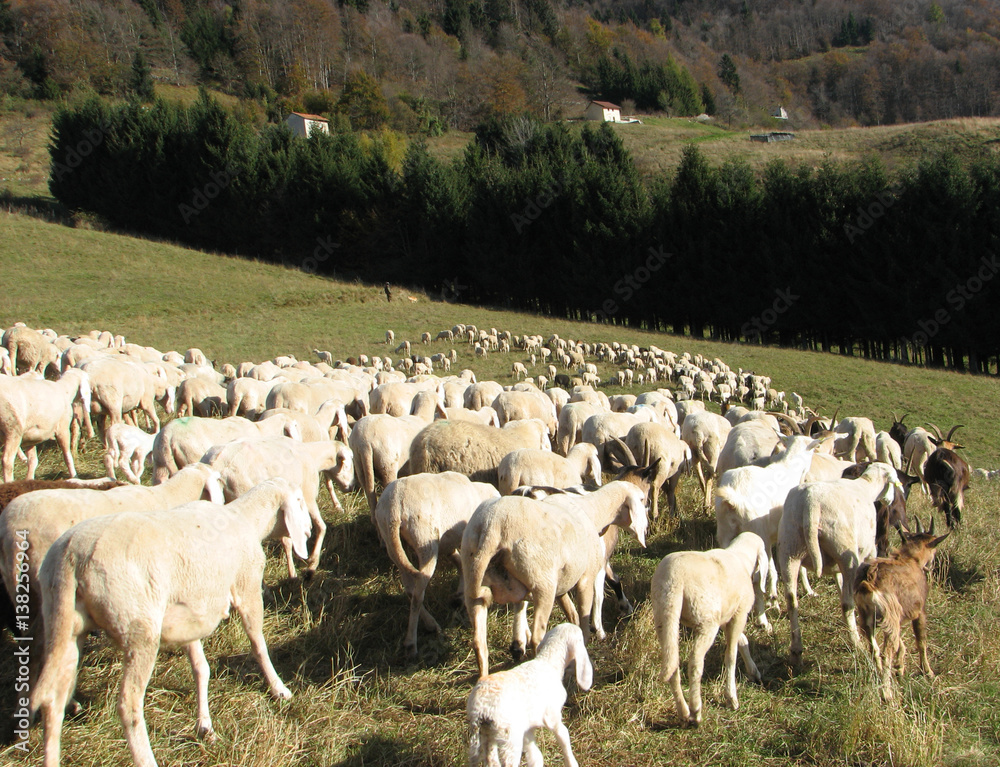 flock with many sheep with long white fleece grazing on mountain