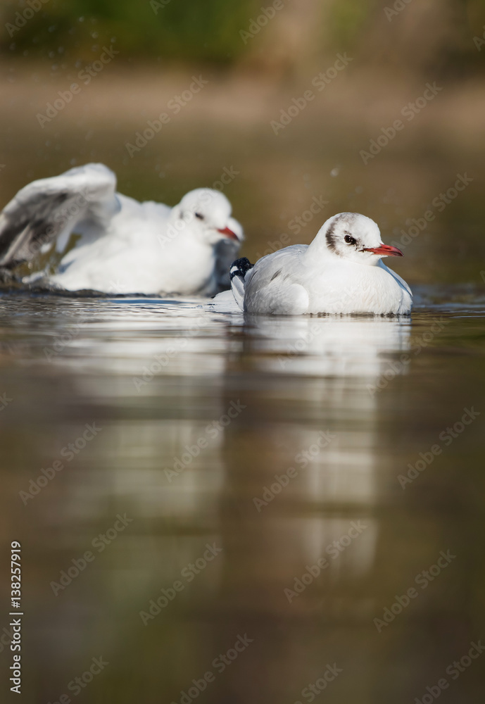 Black-headed Gull, Chroicocephalus ridibundus Black-headed Gull, Chroicocephalus ridibundus