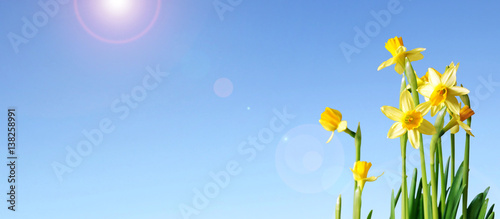 daffodils and blue sky banner with copy space