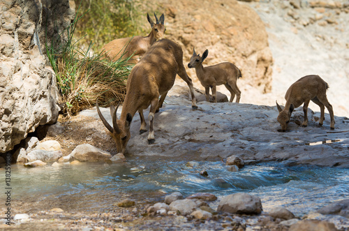 Ibex at Ein gedi national park, dead sea, israel photo