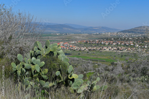 Cactus in NP Zippori, Galilee, Israel photo