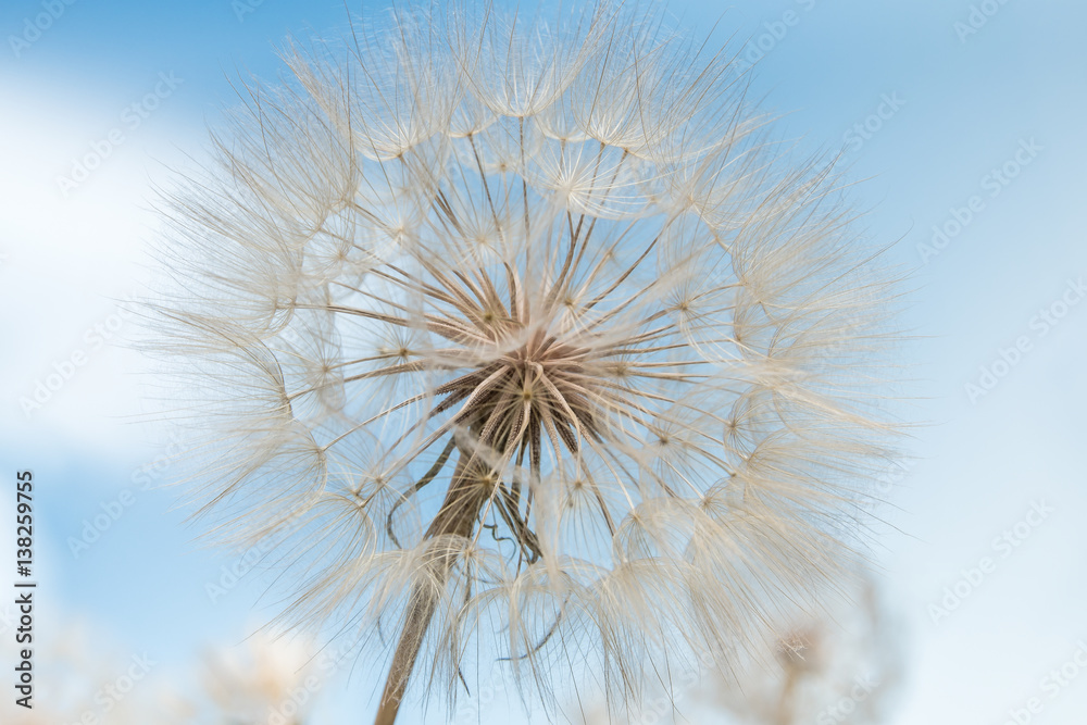 Pusteblumen vor hellblauem Himmel, gute Wünsche, Symbolbild, startklar, Träumerei, Visionen, Fortpflanzung, Expansion, Multiplikatoren, Grußkarte