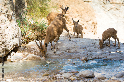 Ibex at Ein gedi national park, dead sea, israel