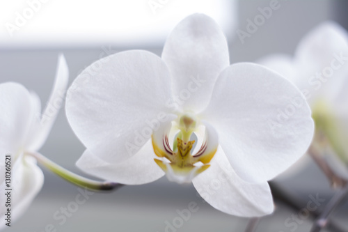 Fototapeta Naklejka Na Ścianę i Meble -  Flowering branch of beautiful white phalaenopsis orchid flower with yellow center isolated close-up macro. Beautiful flower on the window.