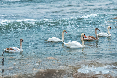A large group of wild swans swim in the winter sea bay