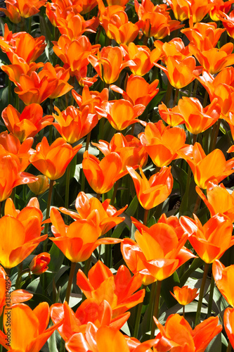 Fototapeta Naklejka Na Ścianę i Meble -  Tulips at The Keukenhof, Dutch Public Spring Flowers Garden, Lisse, Zuid Holland, NLD