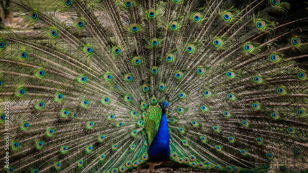 Fototapeta premium peacock