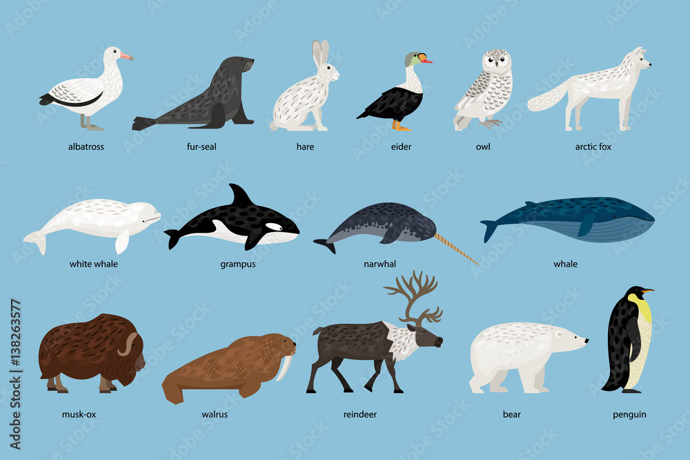 Collection of Arctic Animals Stock Vector | Adobe Stock
