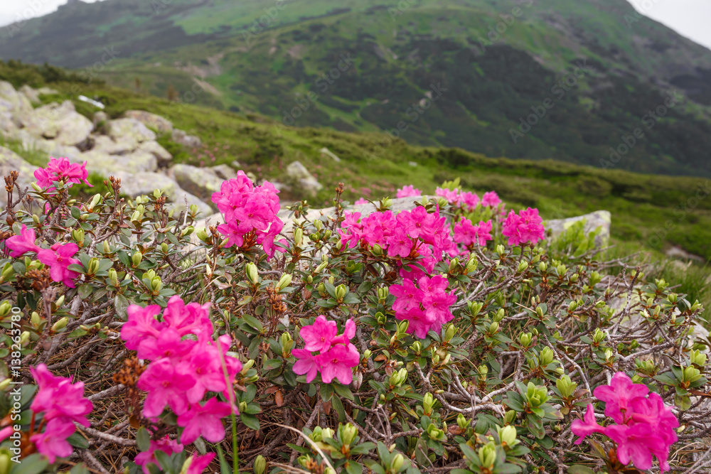 spring pink rhododendrons flower in mountain