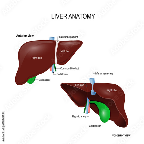 Human liver anatomy