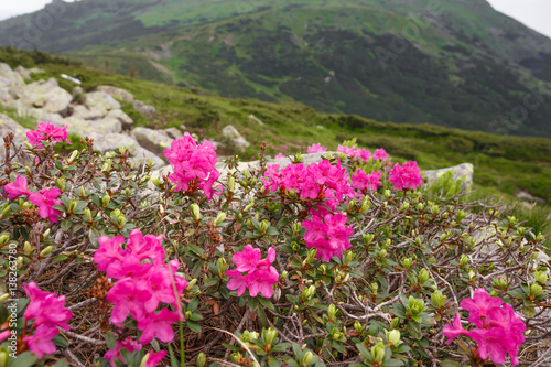 spring pink rhododendrons flower in mountain