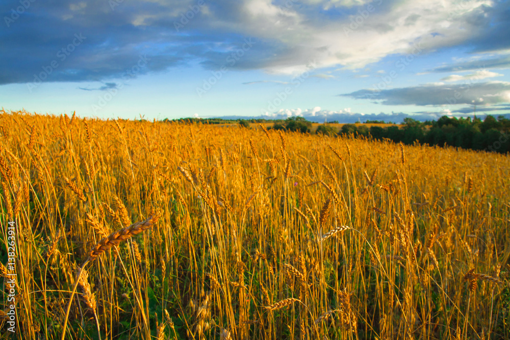 Great rural field with ripe ears of rye at sunset