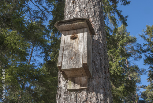 Foto Bird house in pine tree