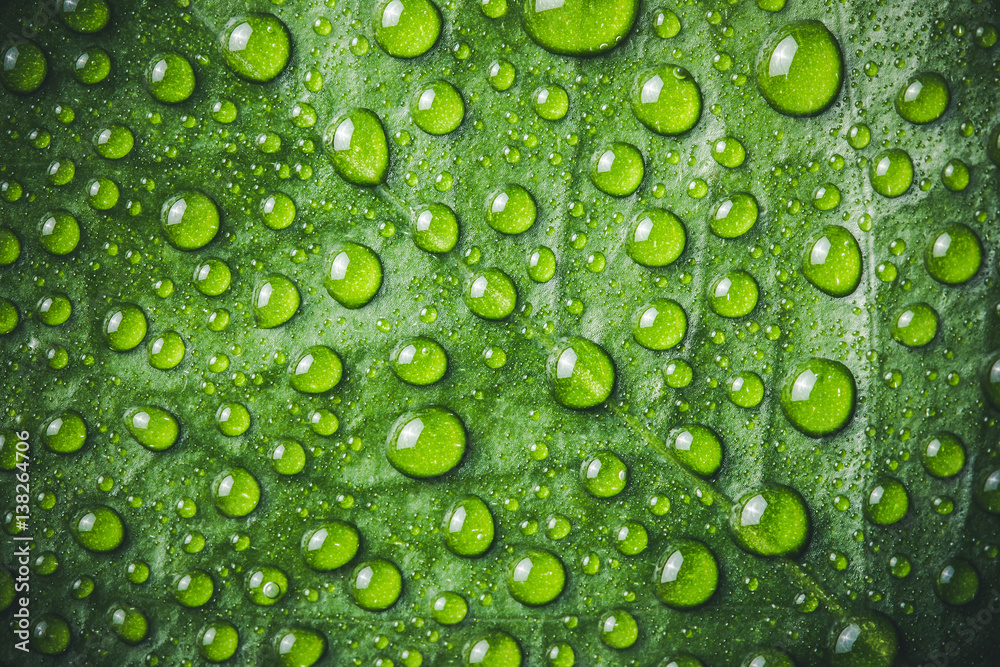 Green leaf covered with water drops.