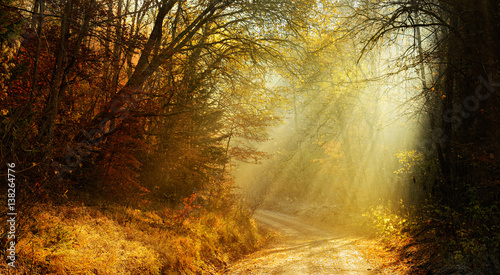 Autumn, Footpath through Forest of Deciduous Trees Illuminated by Sunbeams through Fog, Leafs Changing Colour