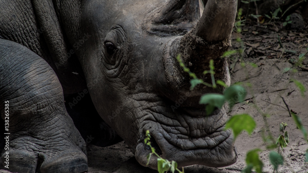 Fototapeta premium Rhino