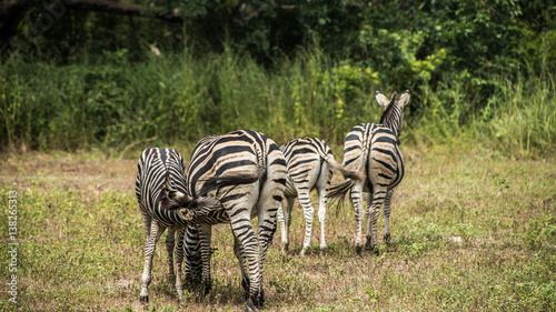 Zebra in the jungle