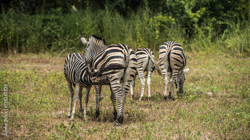 Zebra in the jungle