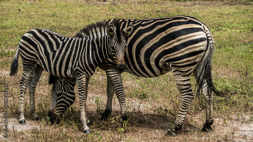 Fototapeta Naklejka Na Ścianę i Meble -  Zebra in the jungle