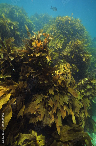 Dense wall of brown kelp Ecklonia radiata following water movements.