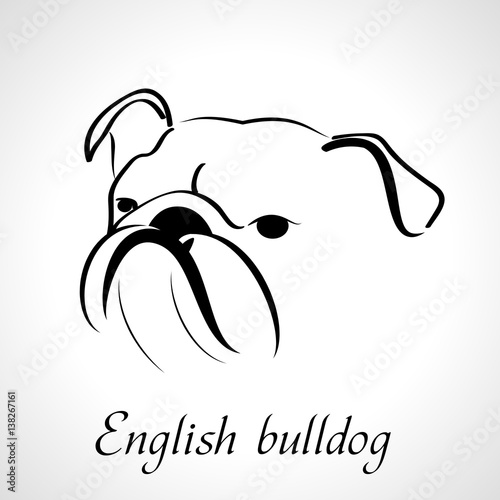 English Bulldog