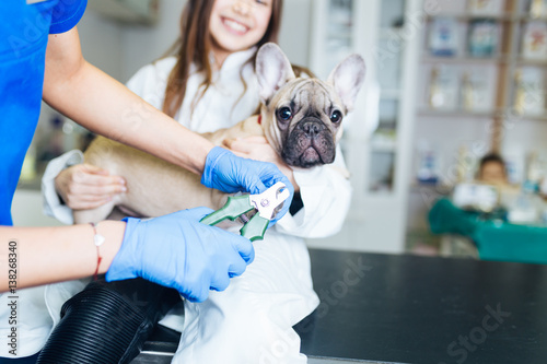 Beautiful young girl dressed as vet with her French bulldog at veterinary. Vet trimming dog s nails. Selective focus on nail trimmer.