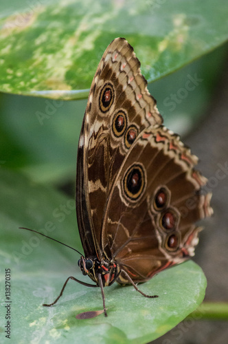 Farfalla "Occhi di Gufo" © Brambilla Simone