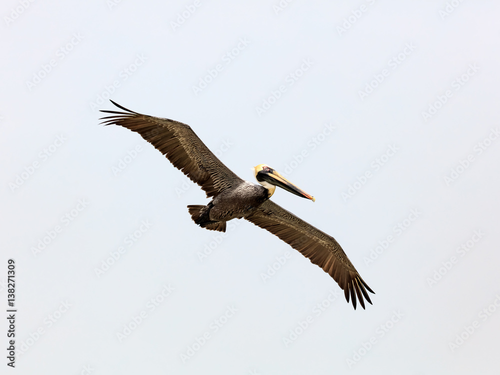 Pelican flying against gray sky, Sanibel Island, Florida, USA Pelican flying against gray sky, Sanibel Island, Florida, USA