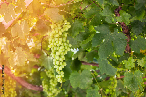  Bunch of fresh green grapes on the vine with green leaves in garden